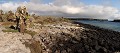 lâ€ôîle de South plaza, près de Santa Cruz, est une île au paysage volcanique typique des Galapagos. La végétation est composée de cactus géants (Opuntia Cactaceae), principale nouriture pour les iguanes terrestres, et de plantes grasses de la famille des succulentes (Sesuvium Edmonstonei) qui rougit lors de la période sèche (aoà»t) 
 Paysage  